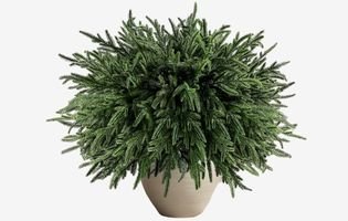 16 Pcs Real Touch Norfolk Pine Branches