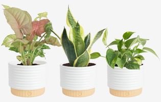 Air Purifying Live Indoor Plants in Decorative Pots