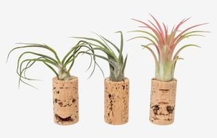 12 Pack Handmade Wine Cork Magnet Air Plant Holder