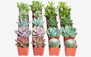 Low Maintenance, Live Mini Succulent Plants